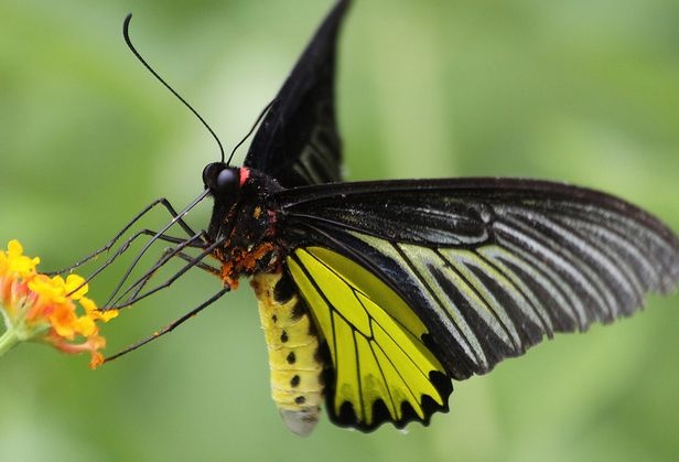 动物知识普及——金裳凤蝶