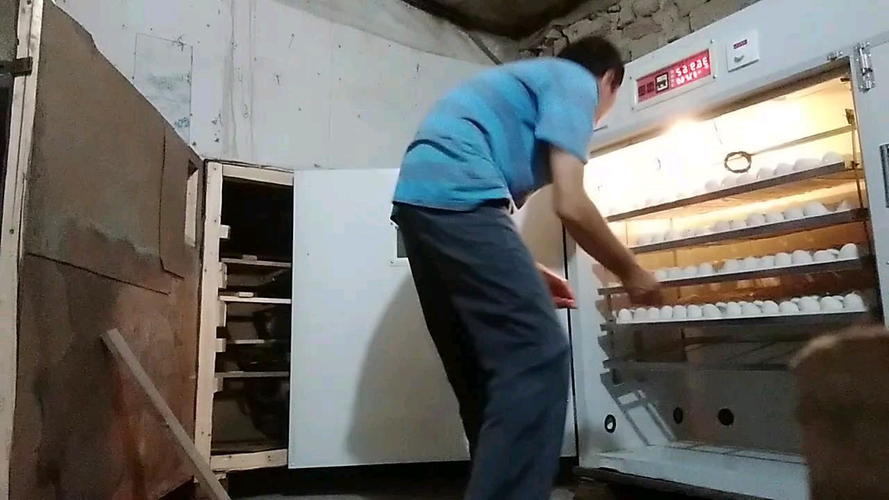 为了孵化机的干净卫生,我把鸭蛋从孵化机转到专门出雏箱去了