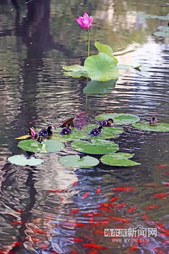 荷花鸳鸯真实图片图片