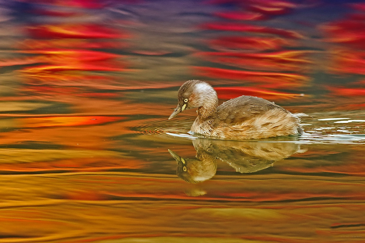 摄影师抓拍到的小鷿鷈避雨,憨态可掬不要太萌了