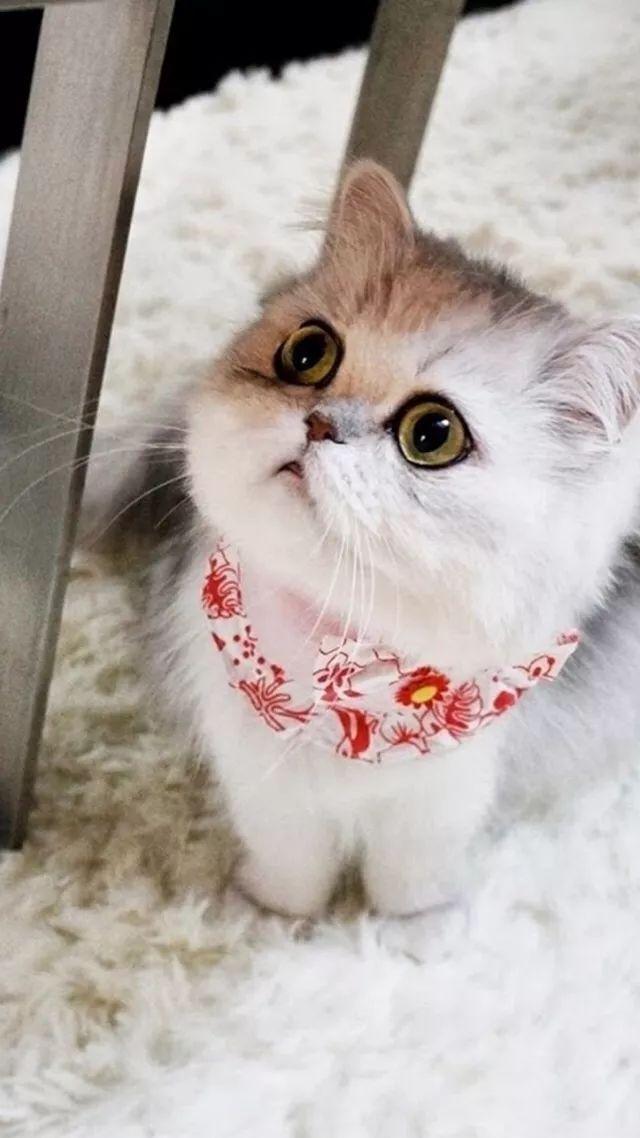 最萌小猫图片清晰图片