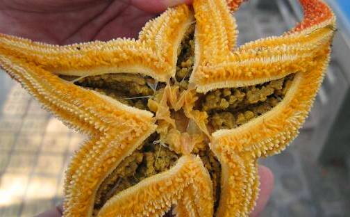 非常重口味的一道海鲜小吃"烤海星"