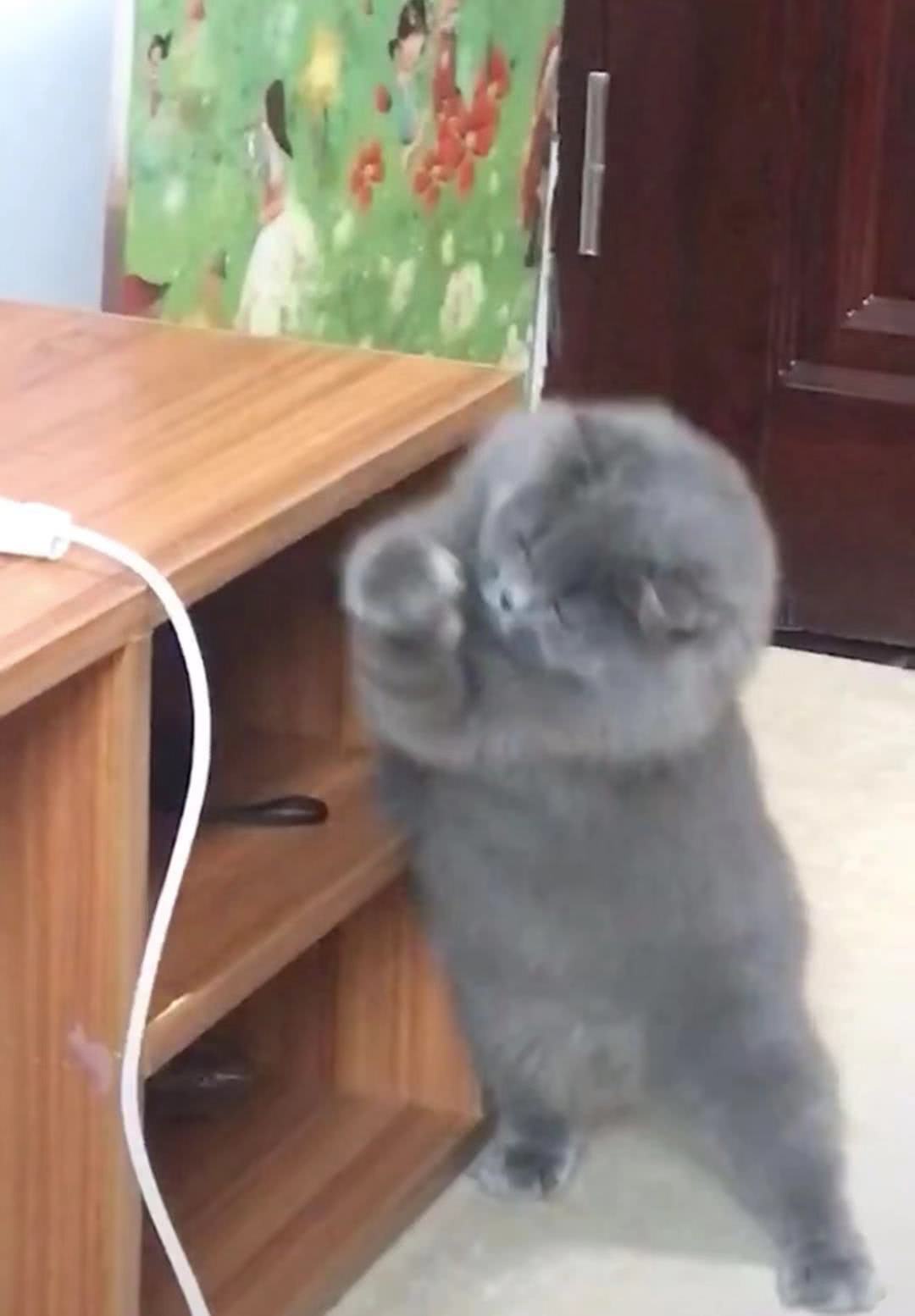 猫咪抓苍蝇是一把好手,主人很无奈,网友:养只假猫吧