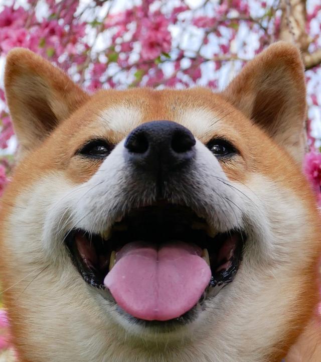 嘚瑟微笑的柴犬,感觉拥有了全世界