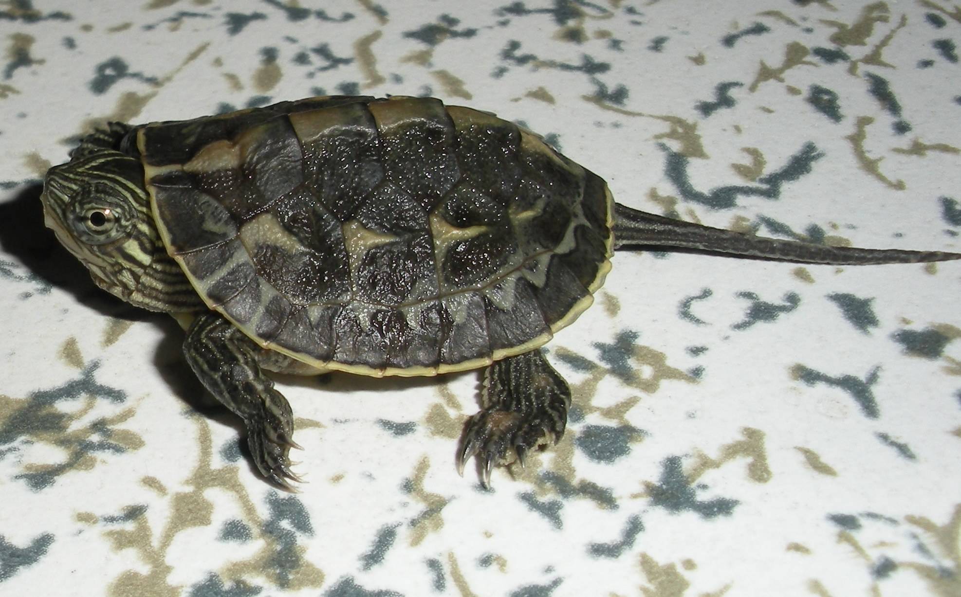 中华花龟的外观特征,你知道中华花龟要怎么去区分公母吗?