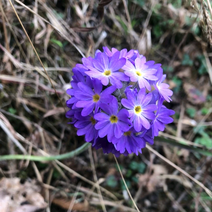 一,野生报春花