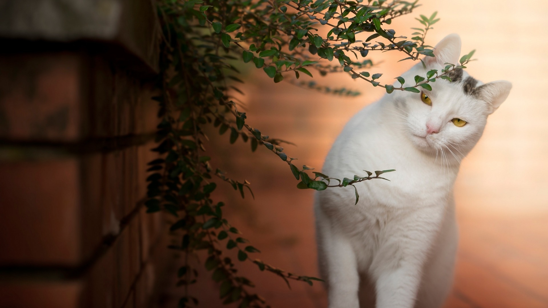 18年底,再次邂逅旧爱,前情难忘,怀抱爱情锦鲤,一往情深的星座