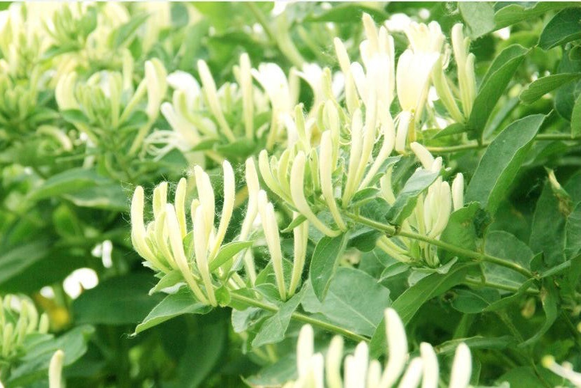 你真的了解黄褐毛忍冬吗?给大家科普一下