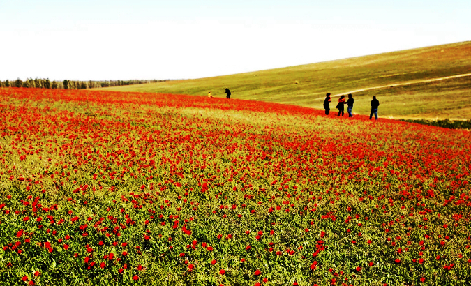 距新疆额敏县城30公里左右的罂粟沟,生长着大片野生罂粟,由于与虞美人