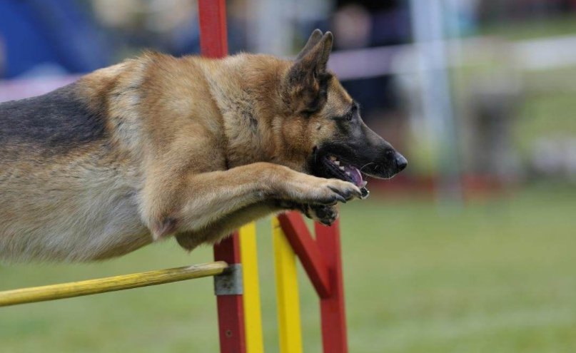 稀少的银色德国牧羊犬,他们的颜色会改变他们的个性吗?