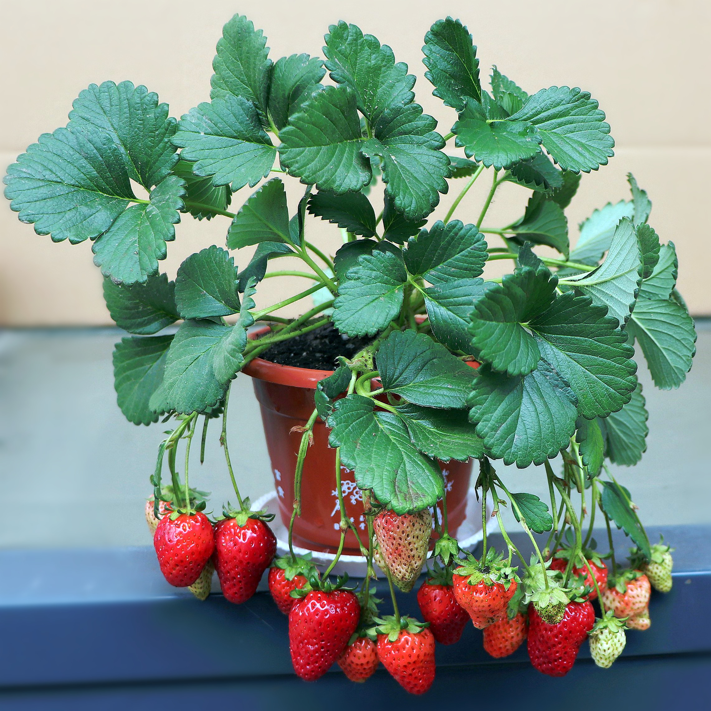 草莓该怎样盆栽呢?
