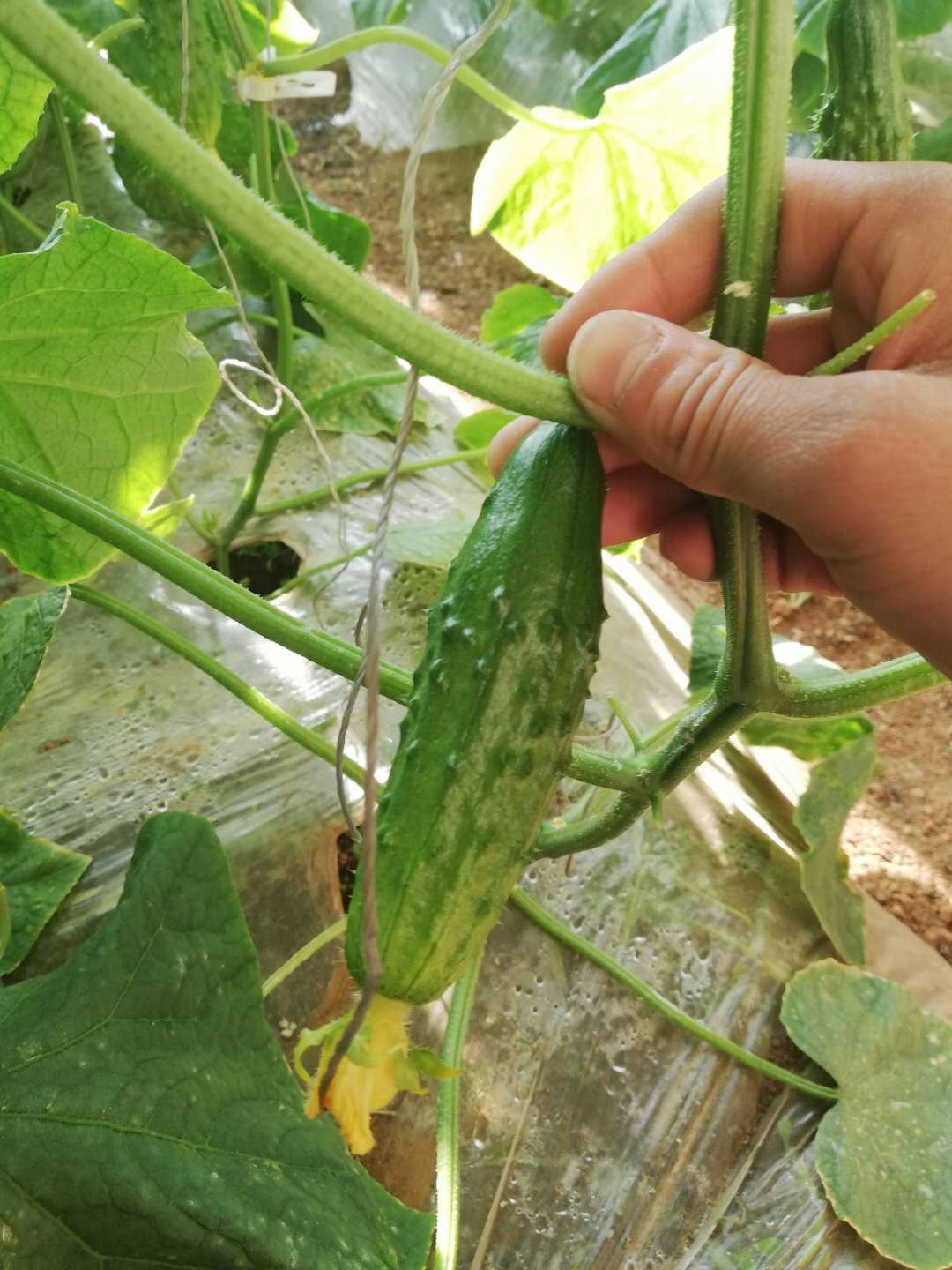 黄瓜瓜条短的原因分析