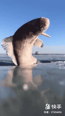 鲤鱼跳龙门动态图片图片