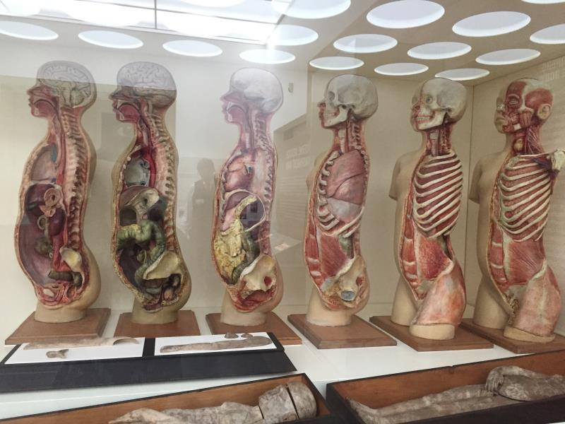 人体器官博物馆图片
