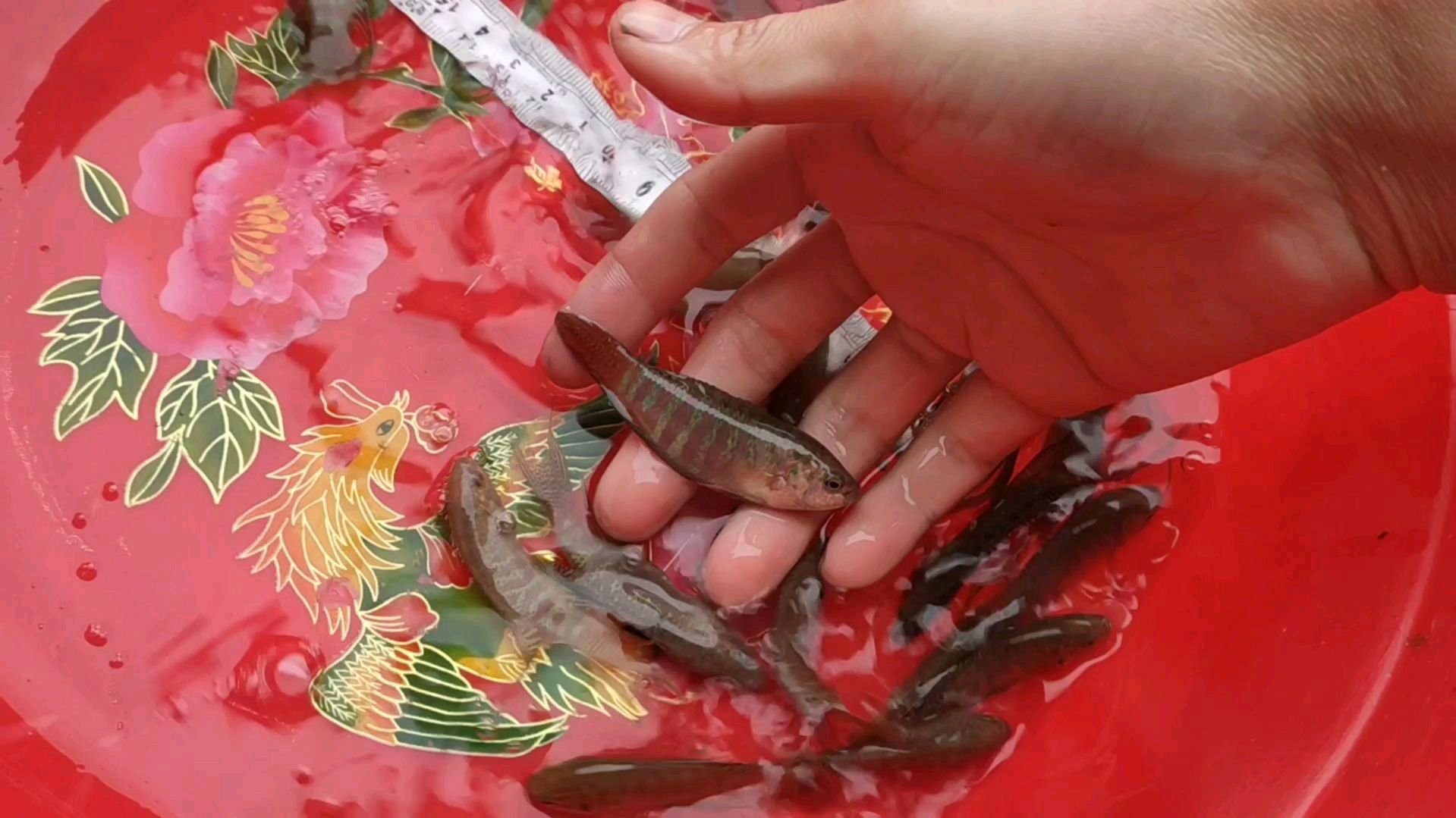 几天没发货,下午终于开荤了,寄了9个快递,8份是斗鱼,一份萨氏