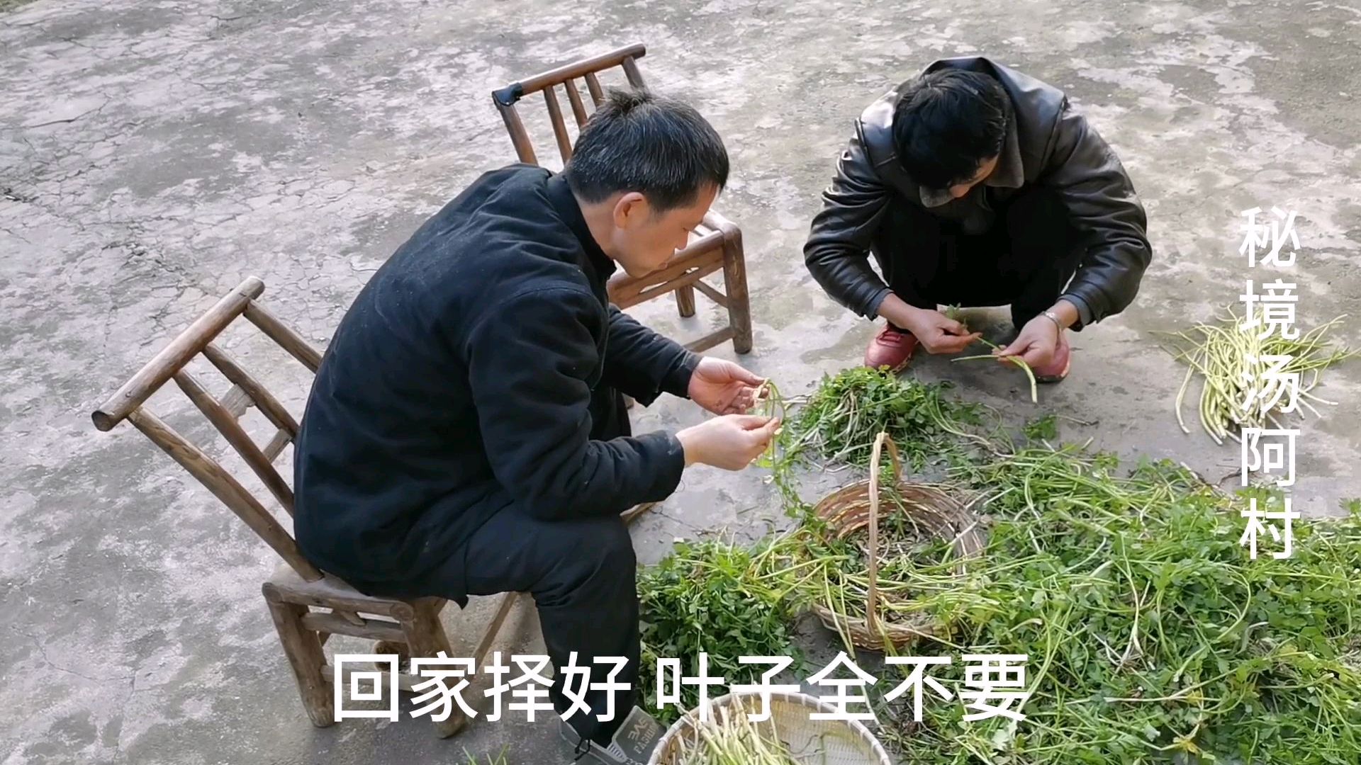 南方乡村春天最香的水芹菜,好多好多,一定要放豆豉辣椒才好吃