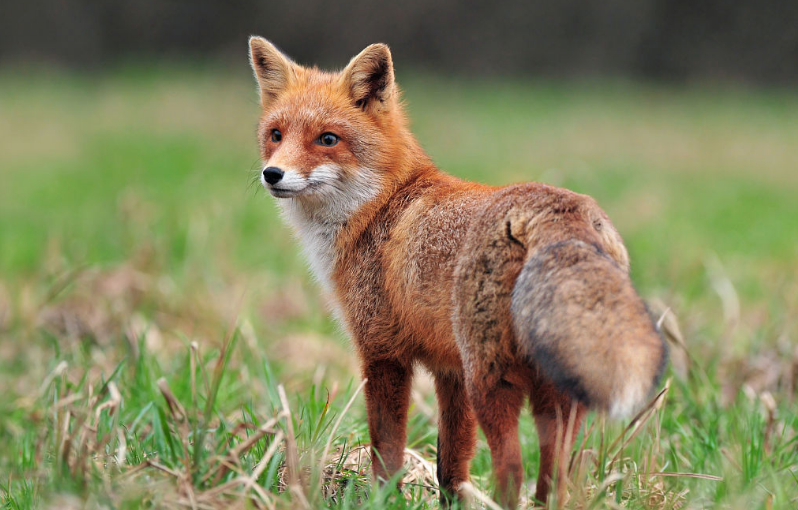 在养殖母狐狸过程中,如果经常出现流产的情况怎么办?