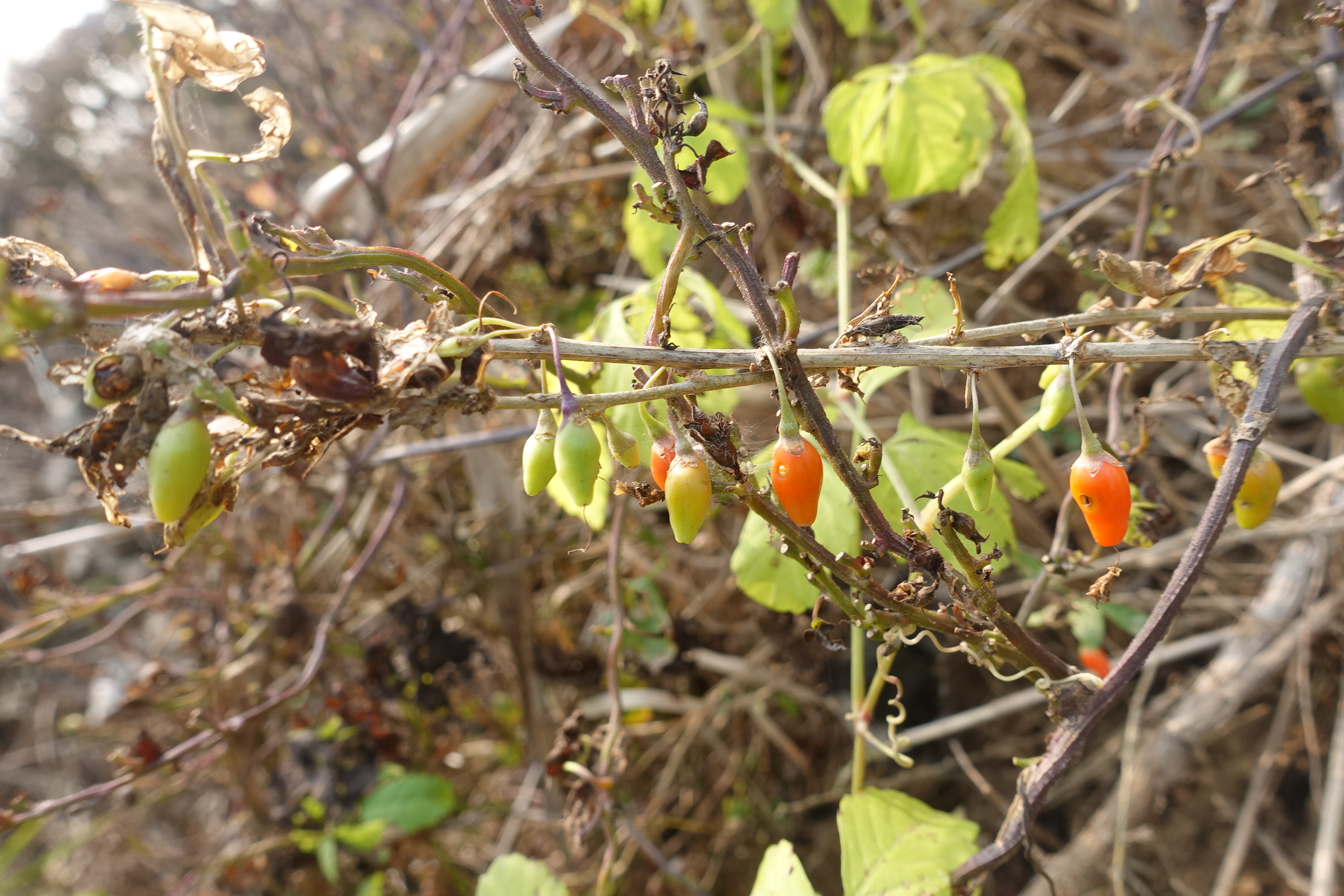 农村河沟边好多野生枸杞,个个又肥又大,一下午就摘了5斤!