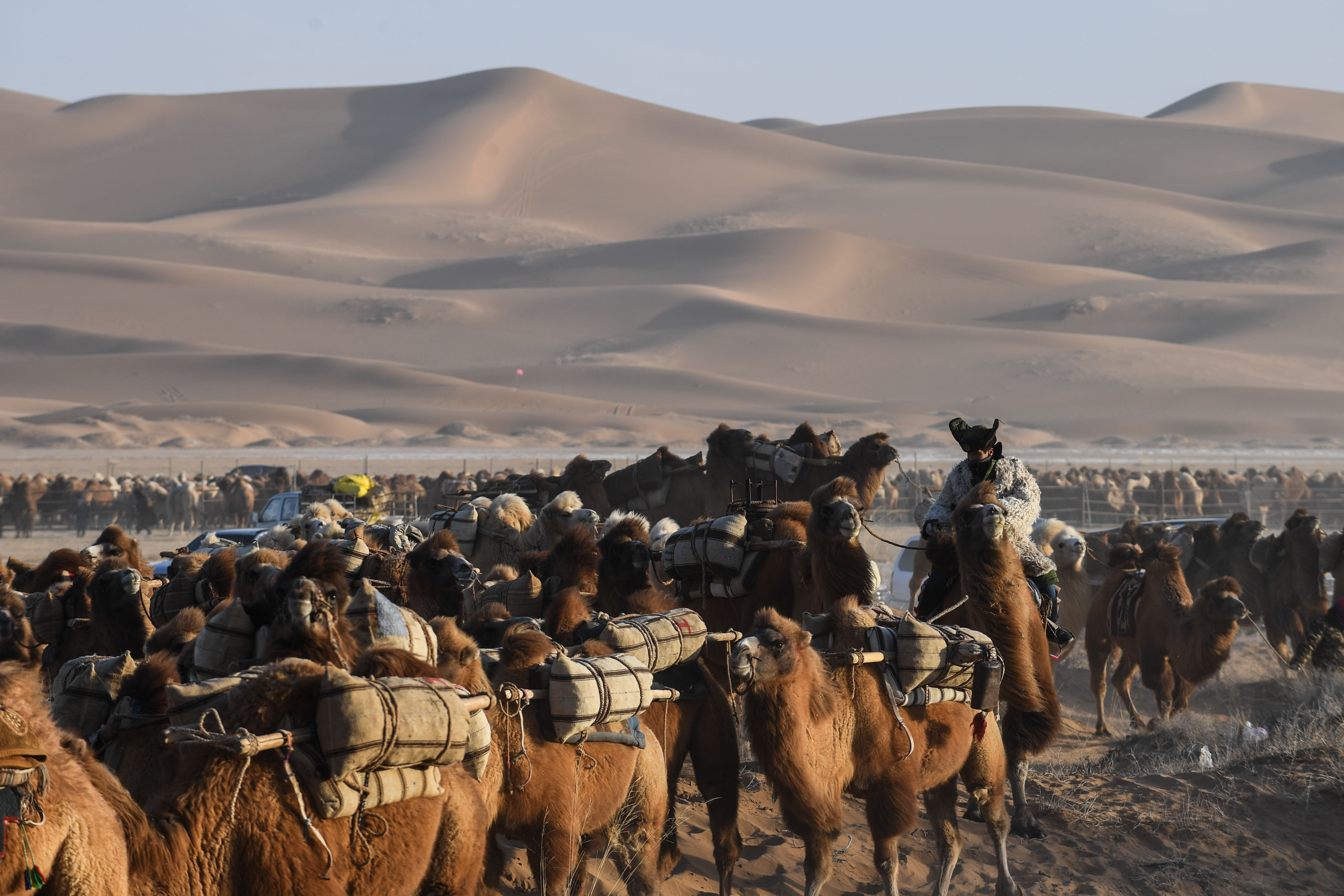 金坷垃沙漠骆驼图片