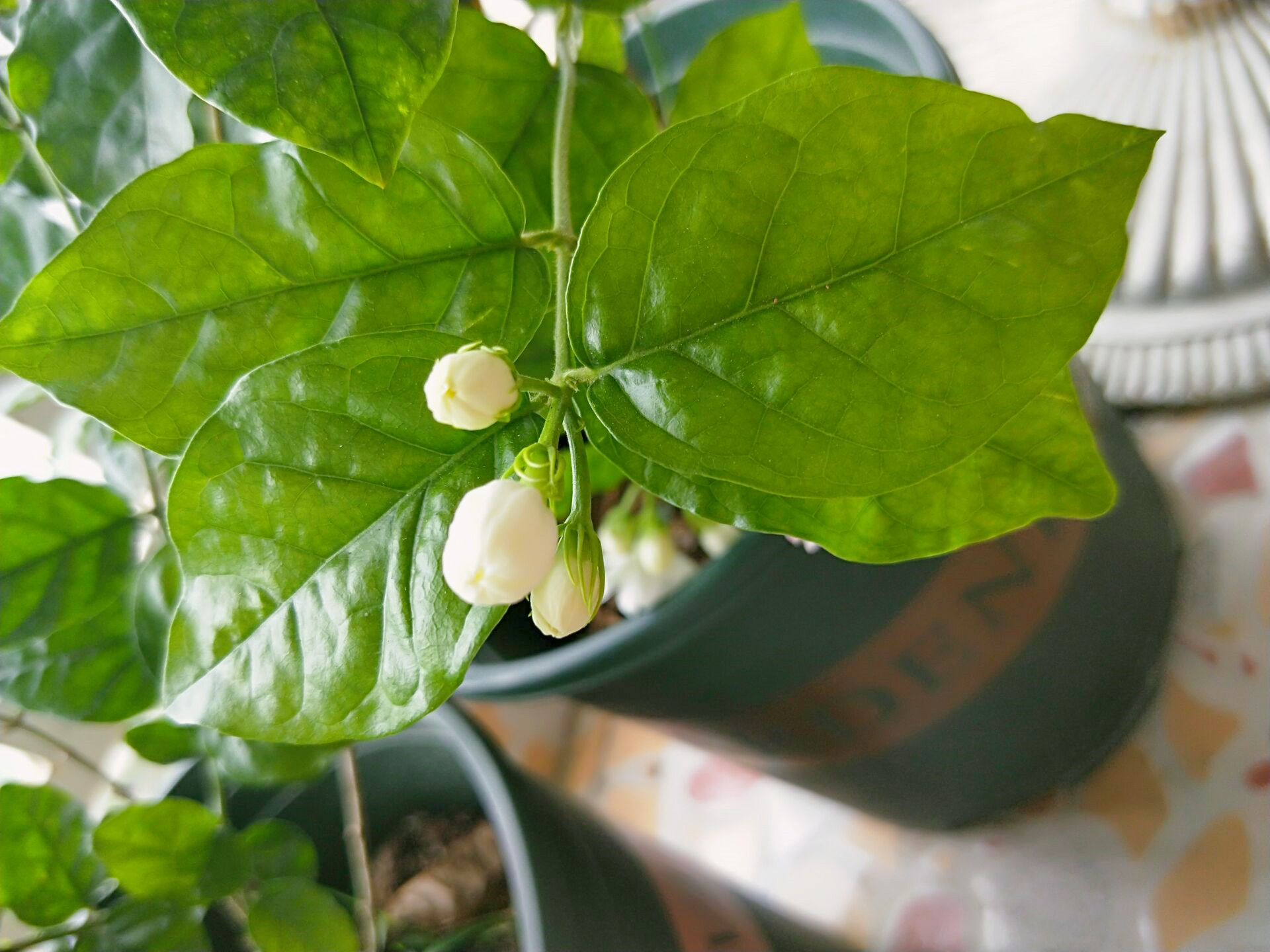 茉莉红 - 热门商品专区