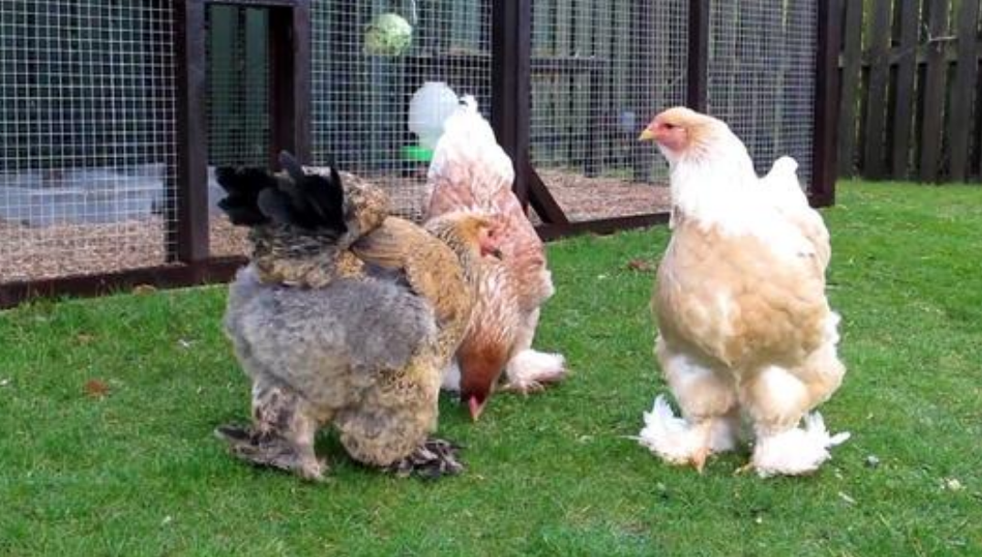 世界上最大的鸡,人称"鸡中霸王",身高堪比小学生