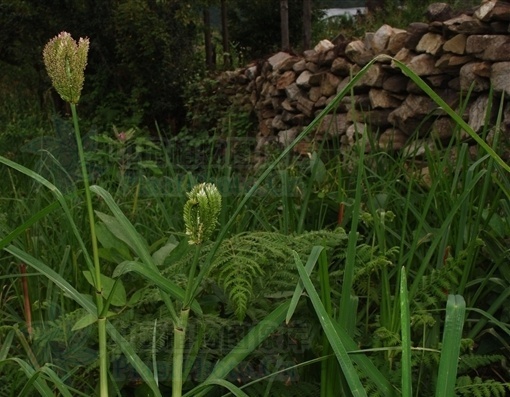 常见植物知识普及——穇属
