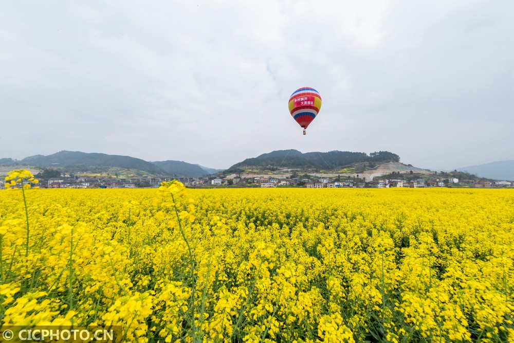 2019年3月17日,重庆市南川区一处油菜花田,人们乘坐热气球赏花.