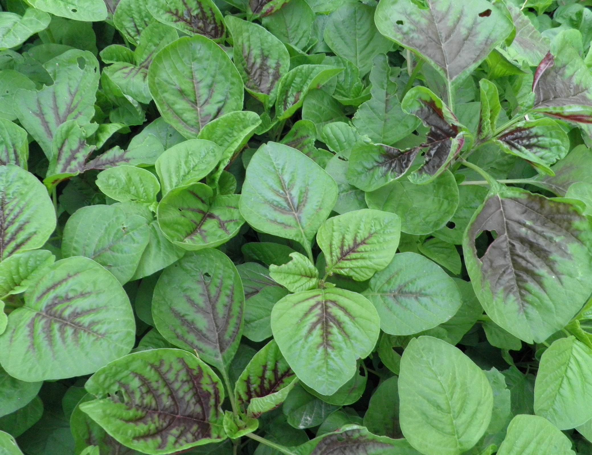 野苋菜含有丰富的矿物质,胡萝卜素和维生素c及蛋白质.