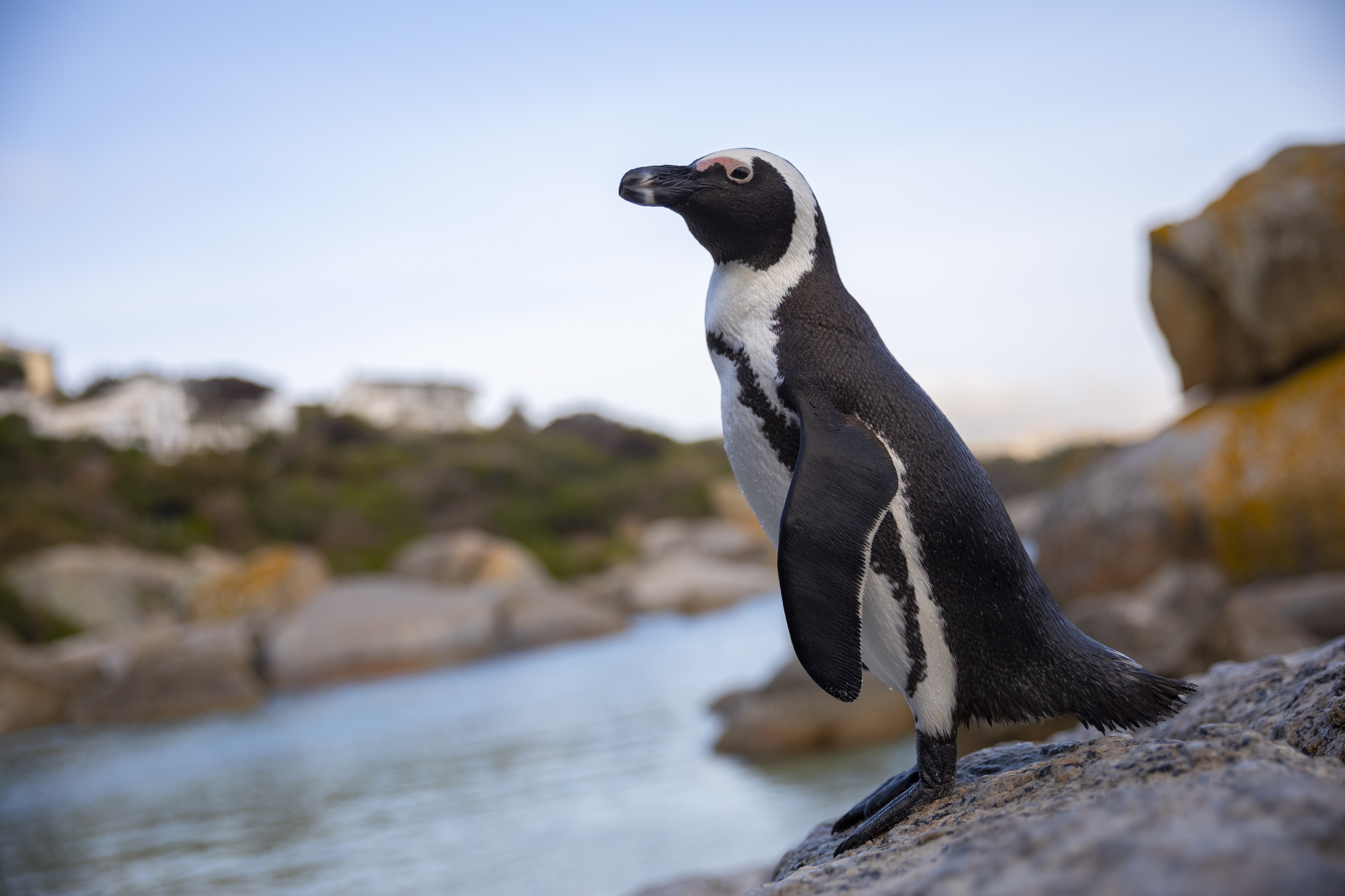 南非的非洲企鹅(7)