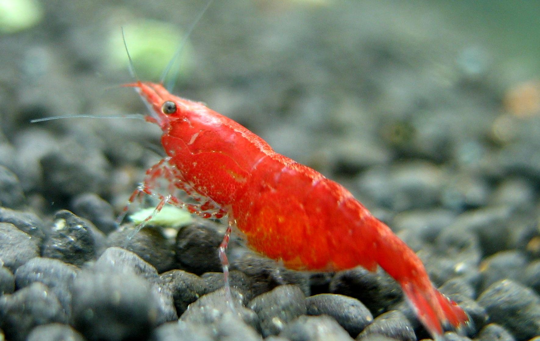 宠物:如何饲养红樱桃虾