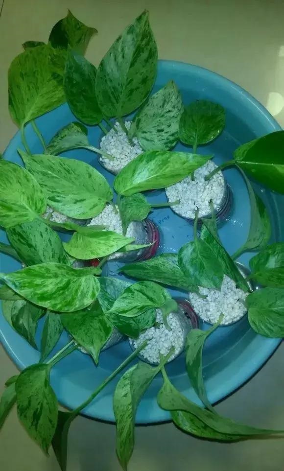 塑料瓶"剪几刀"养绿萝,省了花盆,还能养成"绿萝柱"