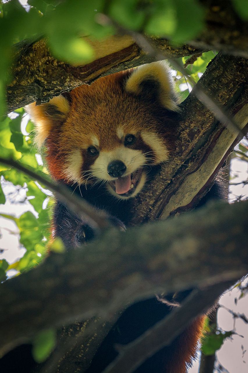 小熊猫,奶凶奶凶,卖萌耍酷,一举一动都是表情包!#动物趣图