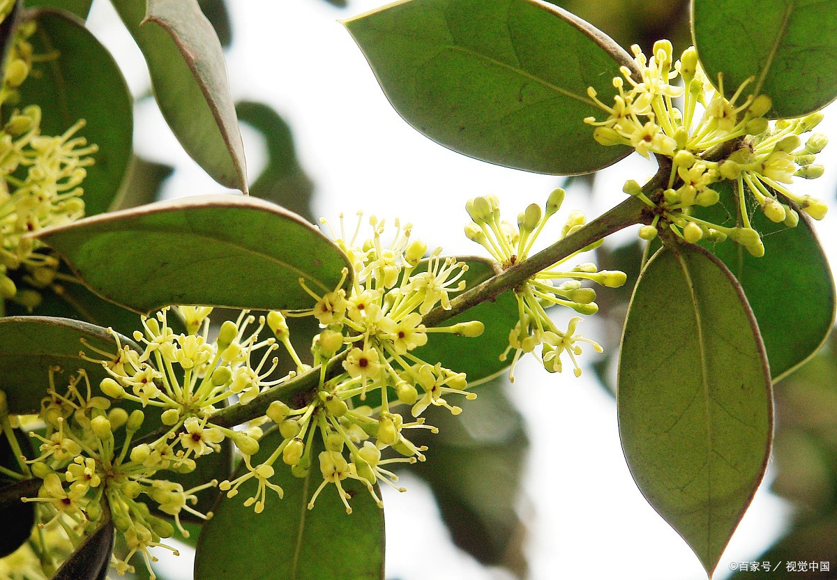 惊!四川农大研究生网购实验用品商家携手致敬袁老,低价引爆抢购