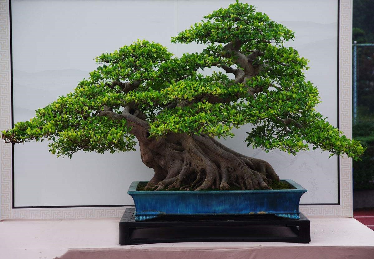 想要榕树盆栽长得更有观赏性,这5个养护技巧缺一不可