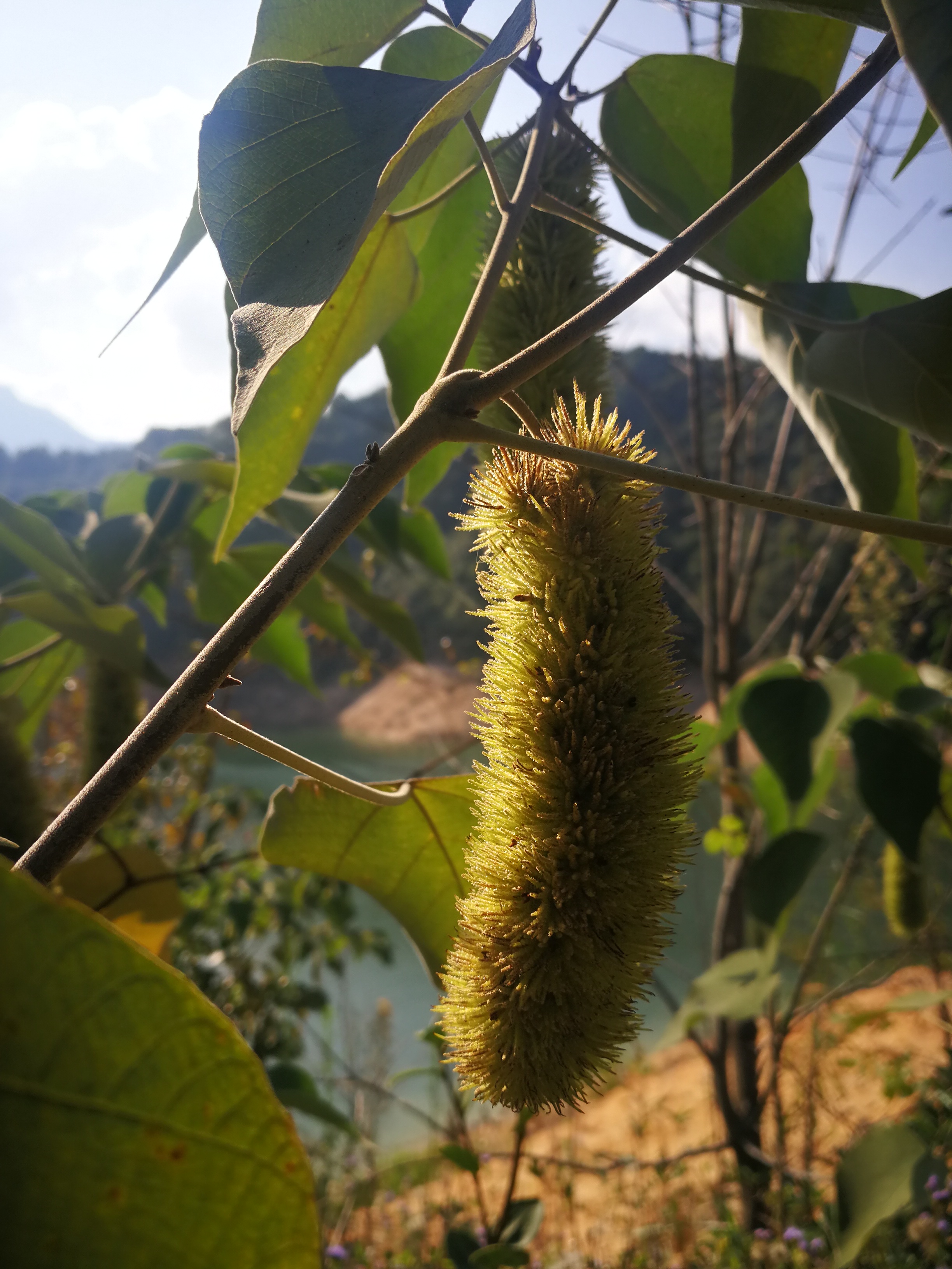 长得像毛毛虫的白背叶野桐,竟然还有不少你所不知的用途