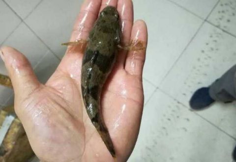 这条傻鱼有个特别霸气的名字,以前见到也不捡,现在百元一斤