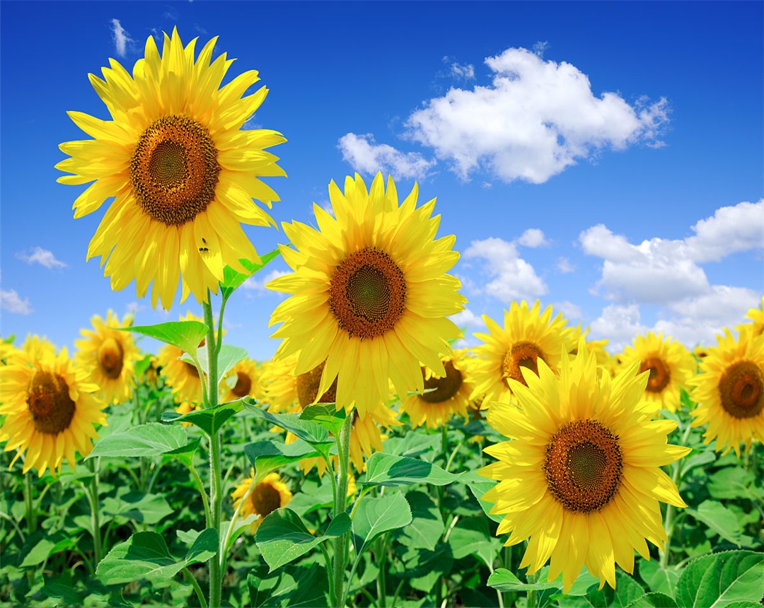 向日葵为何向着太阳开放?向日葵的这个传说或许可以给我们答案!