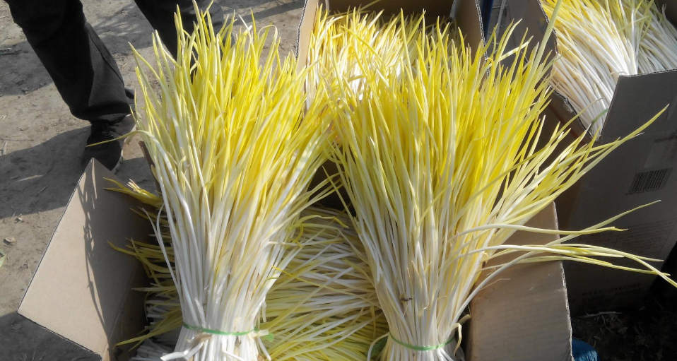 蒜黄指的是大蒜的幼苗,这5个蒜黄的种植方法,每一个都要知道!