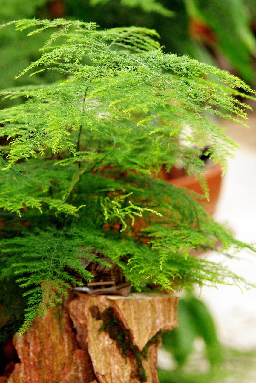 文竹,又称云片松,刺天冬,云竹等,是一种常见的室内植物,其原产于南非