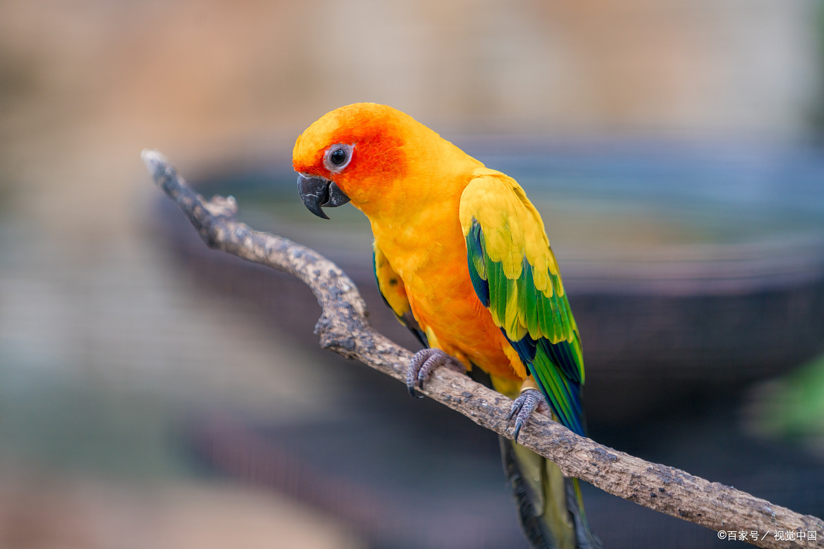 鸟类美图野生鹦鹉图片