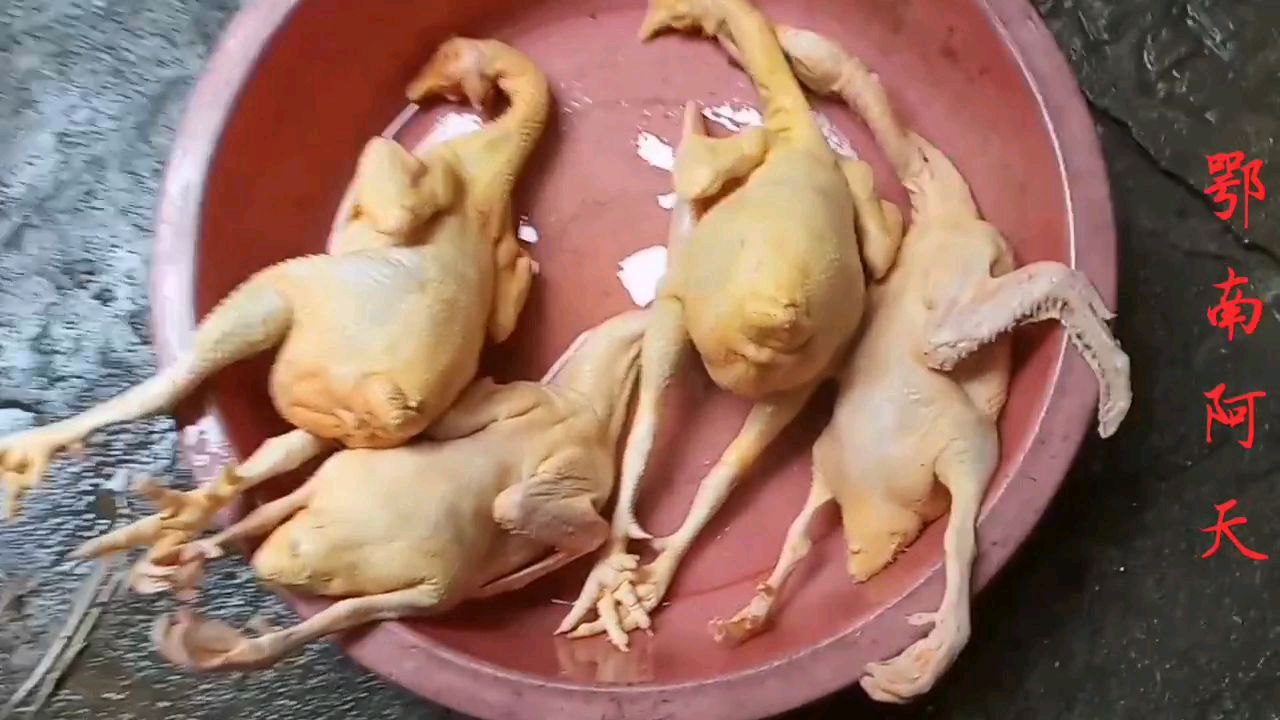 老爸养了一年多的大阉鸡,今天也光荣了