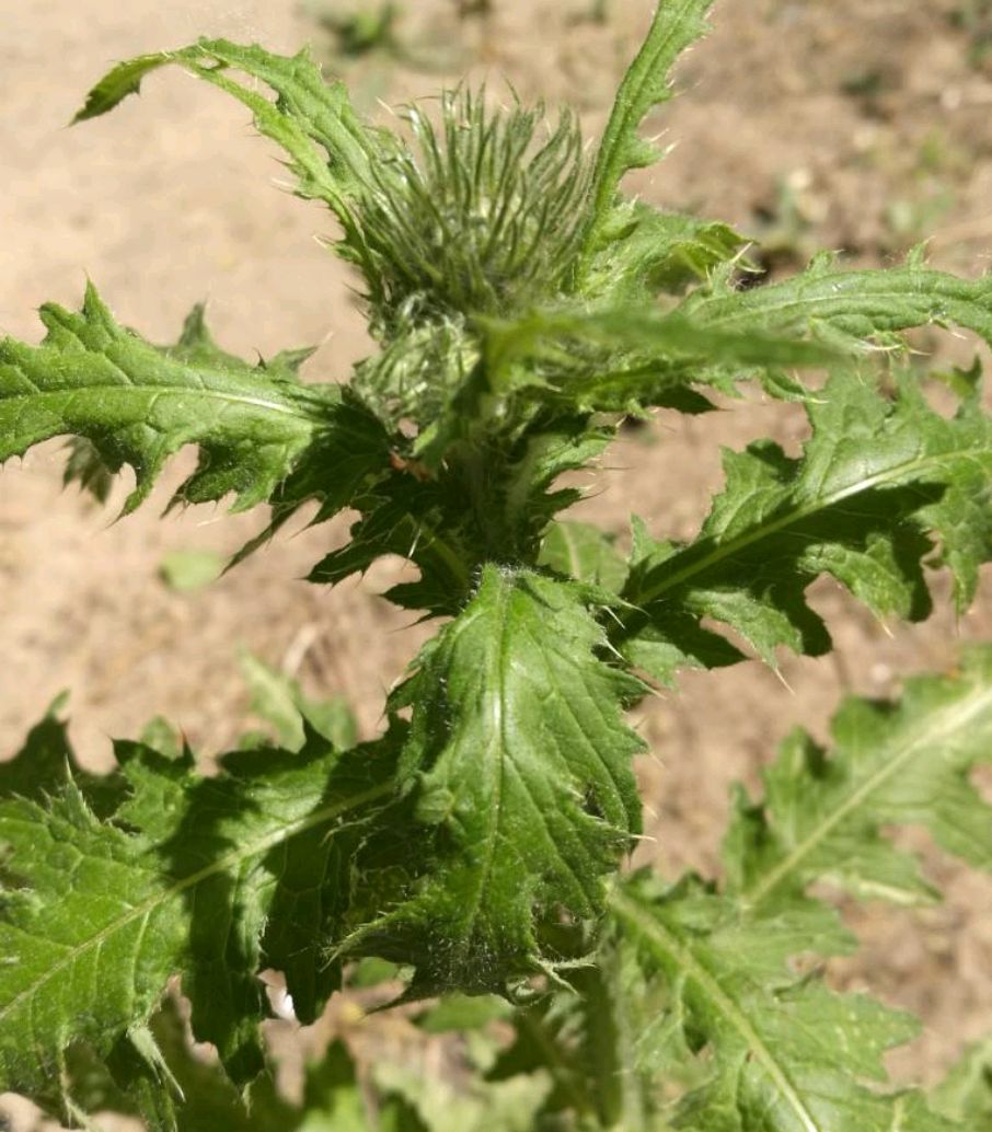 中药的故事,飞廉