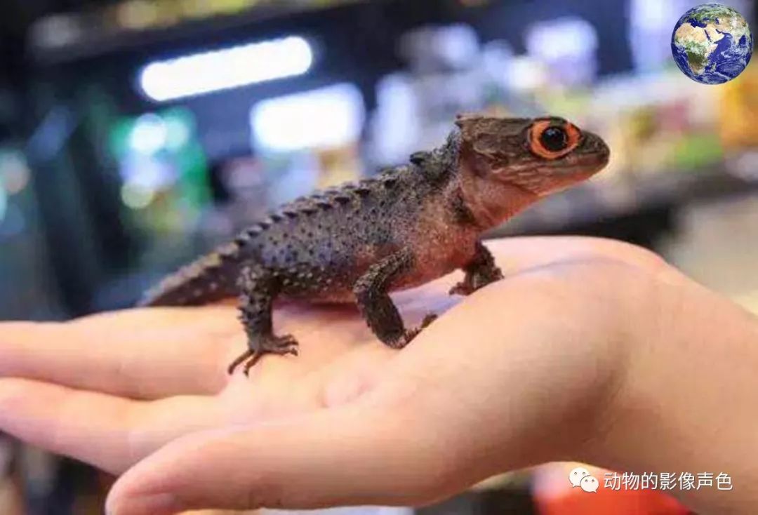 最具网红潜力的宠物——红眼鹰蜥,看起来很有二次元的