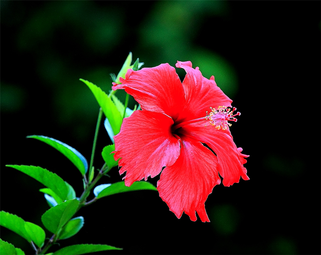 这两种可以全年开花的绿色植物,有着很高的观赏价值!