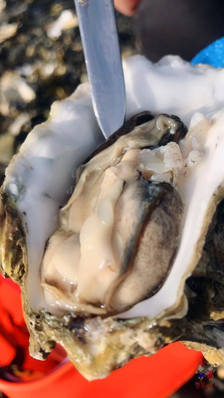 第一次看到满海滩的生蚝"随便"捡,撬开又肥又大,太过瘾!