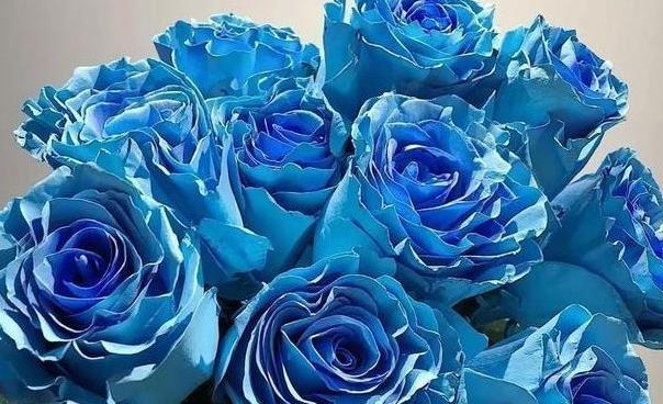 4月发文:喜欢玫瑰,就试试"稀有玫瑰"冰雪皇后,花瓣立体雅致