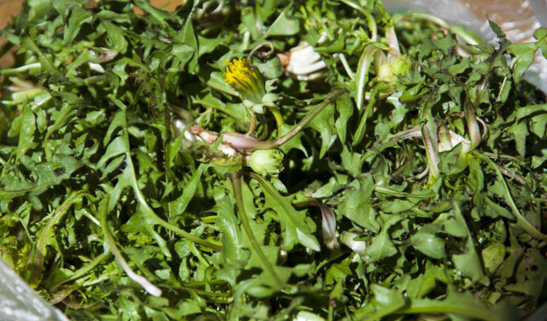 蒲公英正当好的季节,营养美味,你知道如何食用?看完涨知识了!