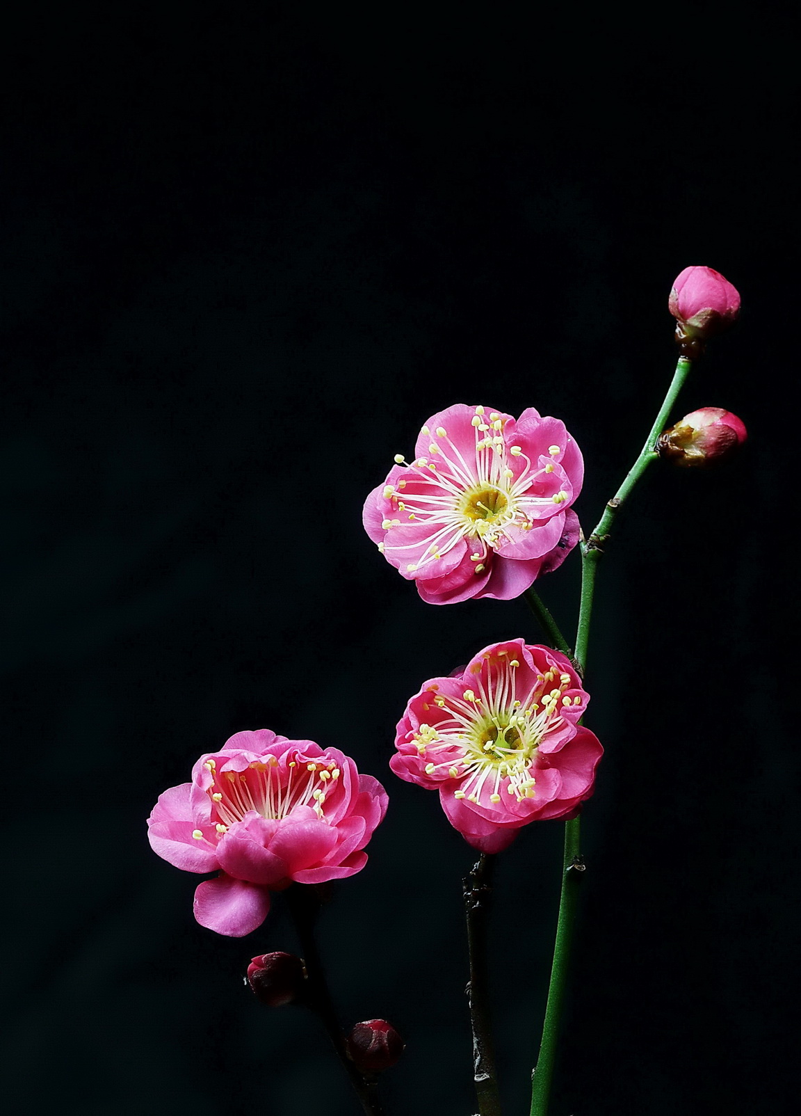 生态摄影:红梅怒放