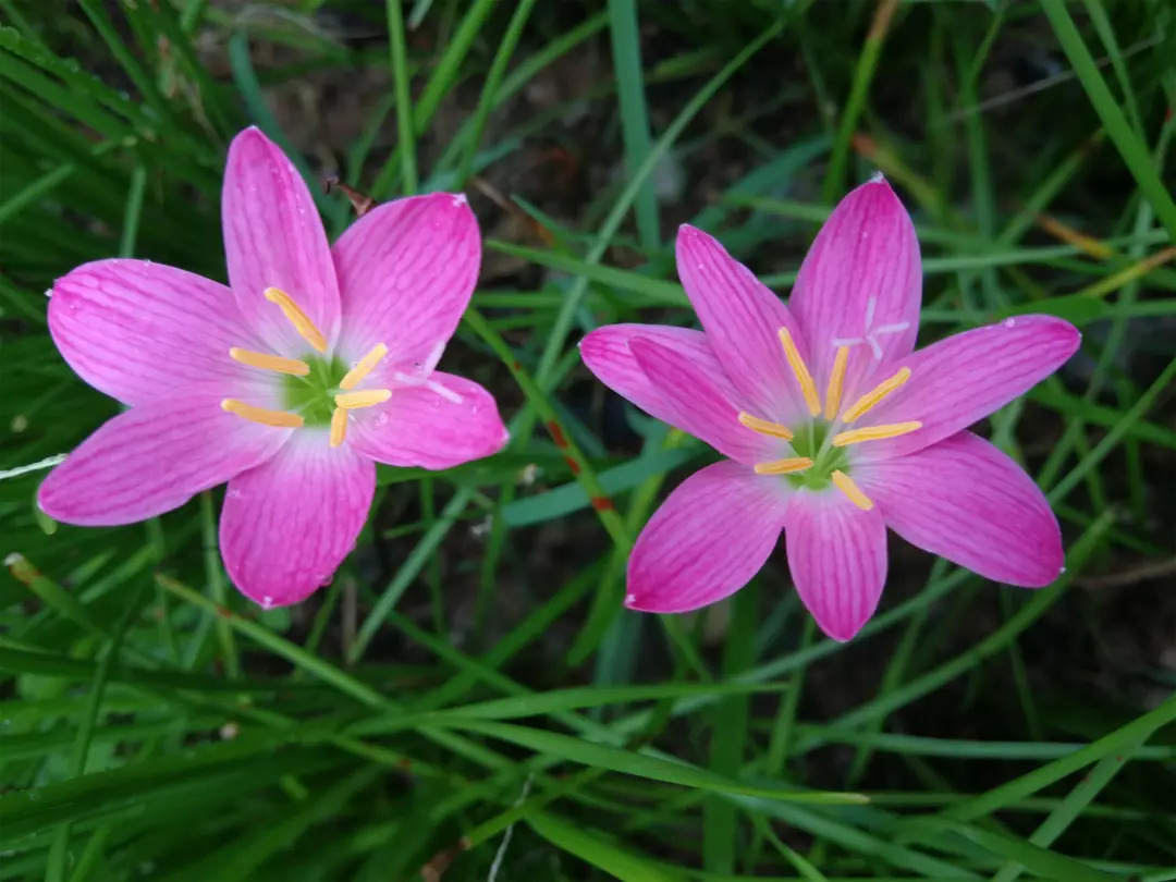 韭兰这一款植物属于石蒜科葱莲属多年生草本植物