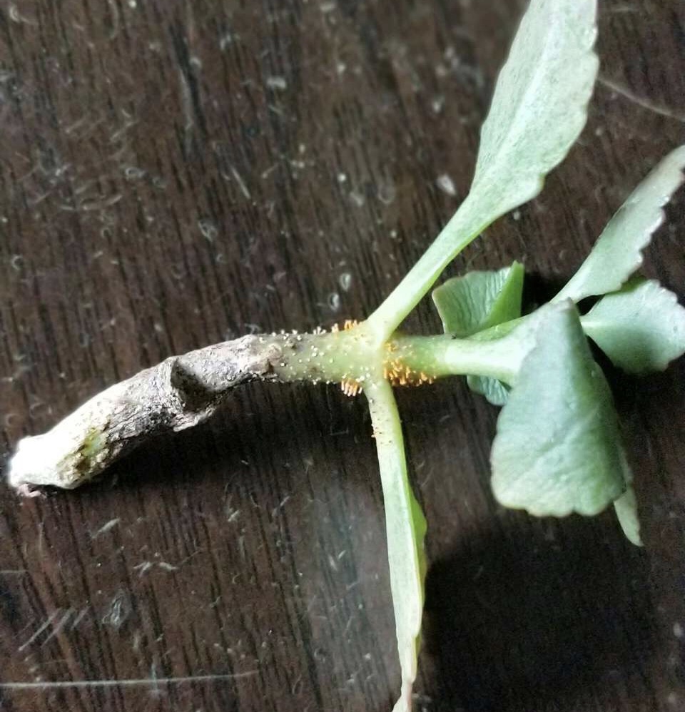 长寿花枝条"黑腐"勿忽视,记得3步操作,重新生根,开花